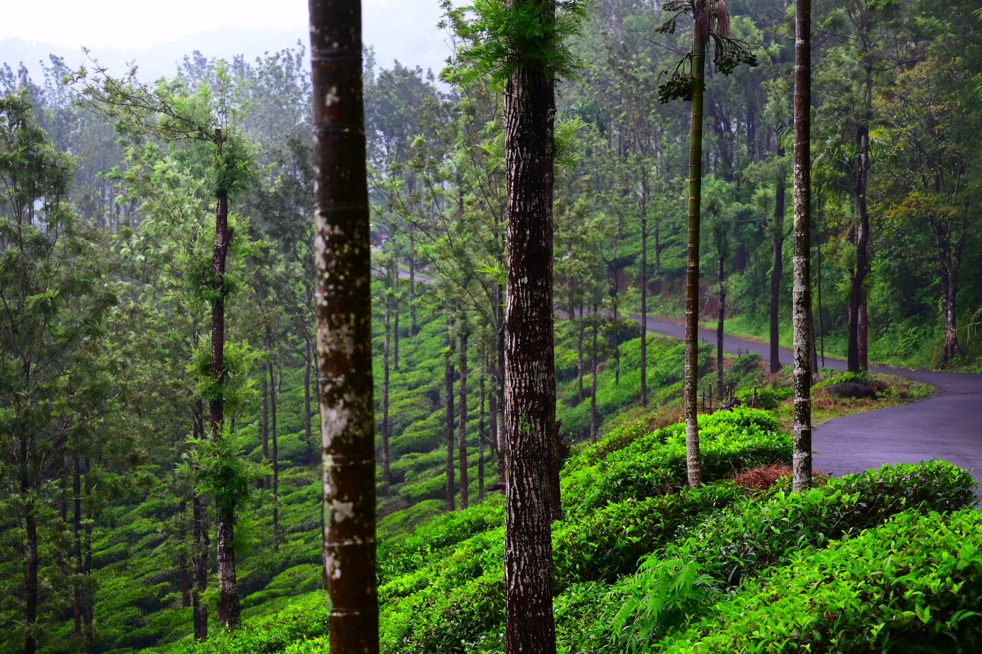 Tea Gardens of Wayanad